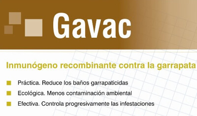gavac
